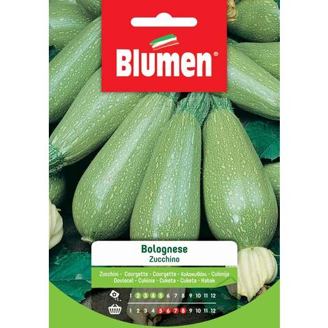 Semi Blumen zucchino bolognese