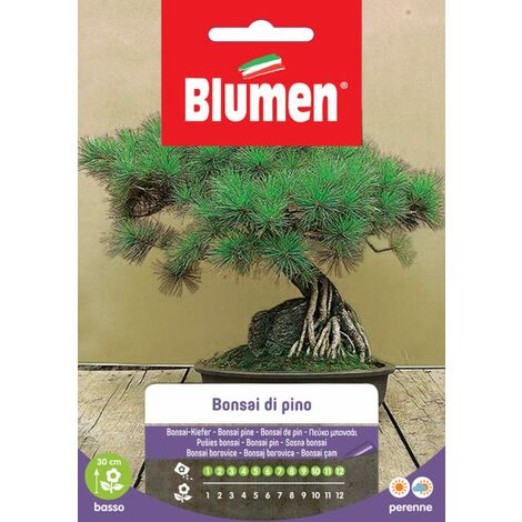 SEMI BONSAI DI PINO