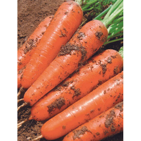 Semi carota 200 pezzi, semi orto verdure
