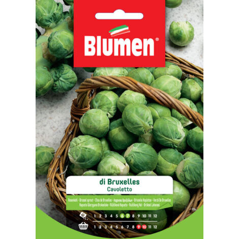 SEMI CAVOLETTO DI BRUXELLES BLUMEN