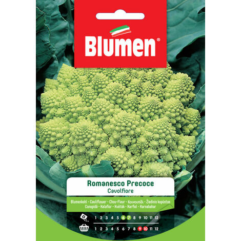 SEMI CAVOLFIORE ROMANESCO PRECOCE BLUMENT SEMENTI ORTO