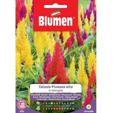 SEMI CELOSIA PLUMOSA MIX BLUMEN
