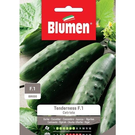SEMI CETRIOLO TENDERNESS BLUMEN