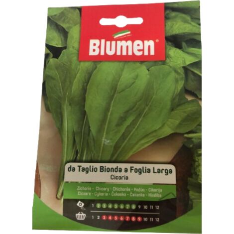 Semi cicoria da taglio bionda a foglia larga Blumen