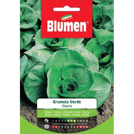 SEMI CICORIA GRUMULO VERDE BLUMEN ORTO INSALATA