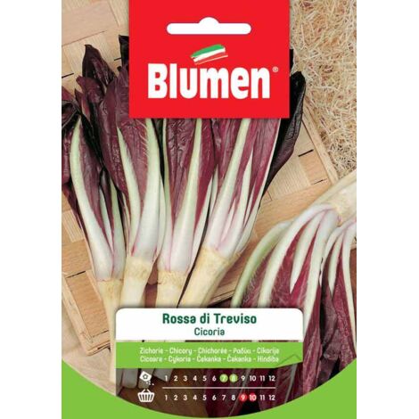 SEMI CICORIA ROSSA DI TREVISO BLUMEN
