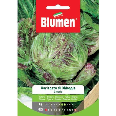 SEMI CICORIA VARIEGATA DI CHIOGGIA BLUMEN