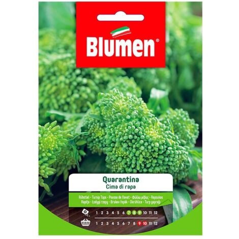 SEMI CIMA DI RAPA QUARANTINA BLUMEN SEMENTI ORTO