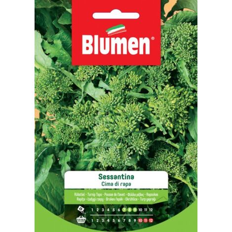 SEMI CIMA DI RAPA SESSANTINA BLUMEN SEMENTI ORTO