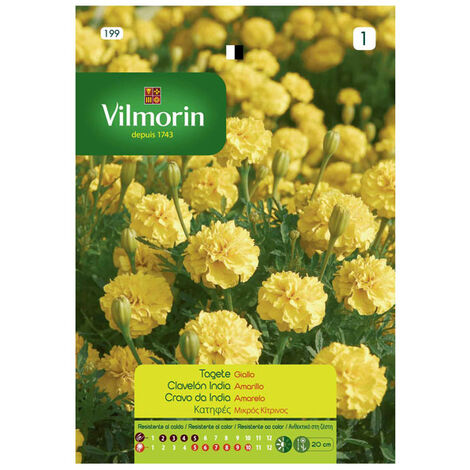 Semi clave indiani gialli vilmorin, oltre 1,5 gr