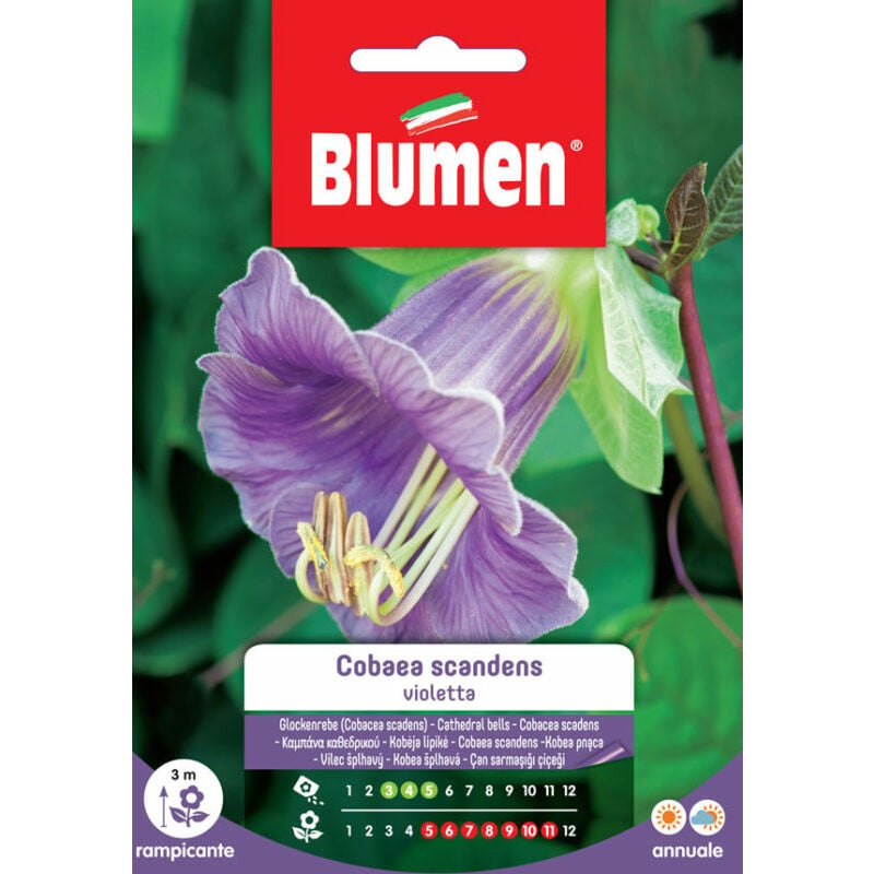 Blumen - graines de violette cobaea scadens