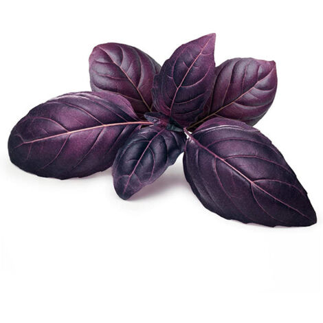 Semi di basilico "Rosso" piante per orto e giardino