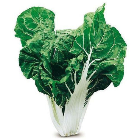 Semi di bietola da coste "bionda argentata 2" piante per orto e giardino