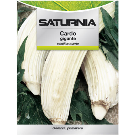 Semi di cardo da giardino