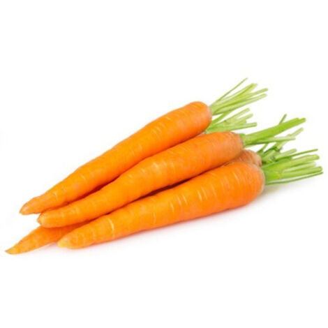 Semi di carota "Nantese migliorata 2" piante per orto e giardino