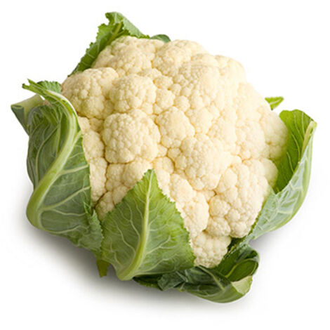 Semi di cavolfiore precoce Brassica oleracea di Toscana piante per orto e giardino