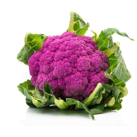 Semi di cavolfiore violetto di Sicilia febbrarese piante per orto e giardino