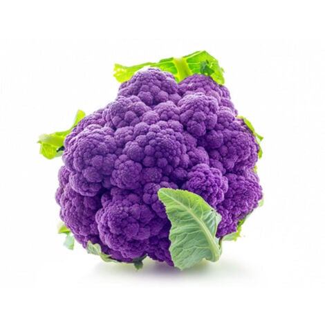 Semi di cavolfiore violetto di Sicilia precoce piante per orto e giardino
