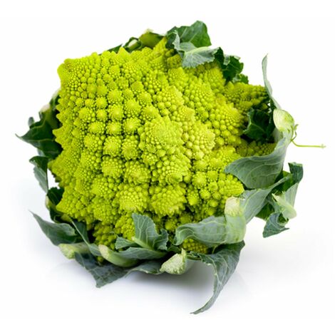 Semi di Cavolo Broccolo Romanesco Natalino piante per orto e giardino