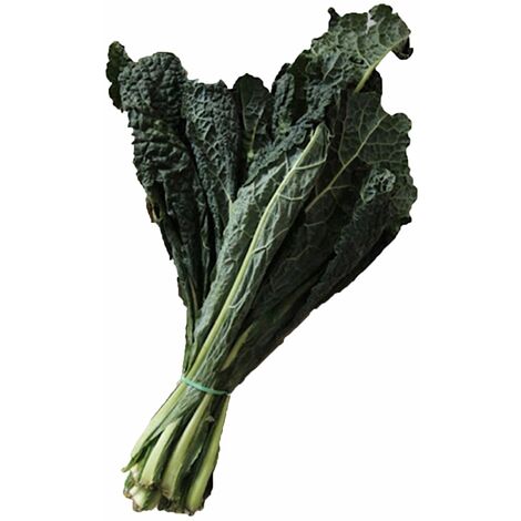 Semi di Cavolo laciniato nero di Toscana precoce piante per orto e giardino