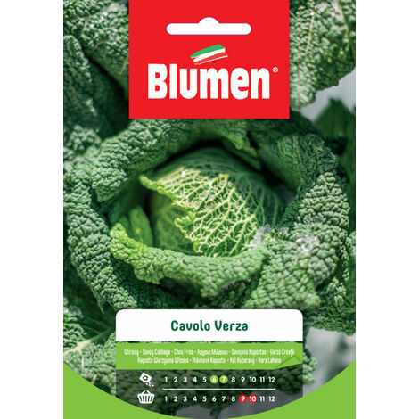 SEMI DI CAVOLO VERZA