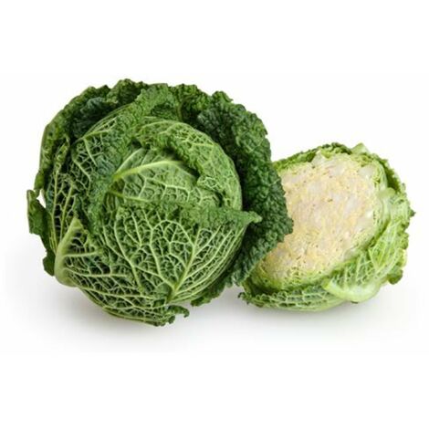 Semi di Cavolo Verza tardivo delle virtù 2 piante per orto e giardino