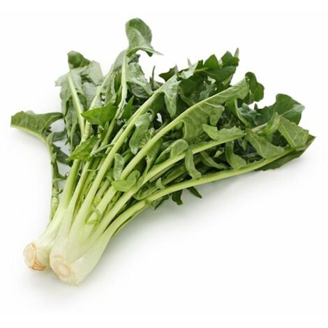 Semi di Cicoria Catalogna per cicoriella piante per orto e giardino