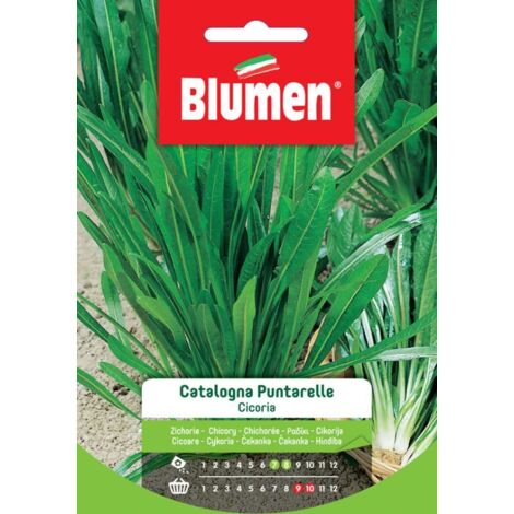SEMI DI CICORIA CATALOGNA PUNTARELLE BLUMEN