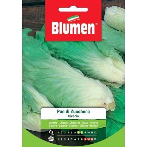 SEMI DI CICORIA PAN DI ZUCCHERO BLUMEN