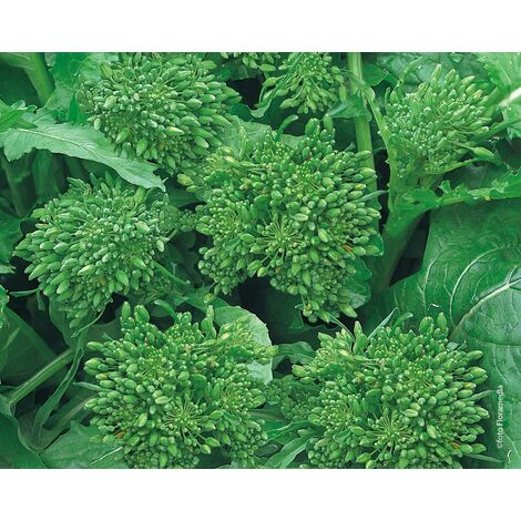 Semi di Cima di rapa barese marzatica centoventina