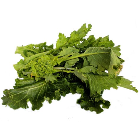Semi di cima di Rapa "Leccese sessantina cima grossa" piante per orto e giardino