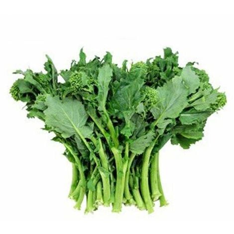 Semi di cima di rapa molfettese 60 giorni cima grande pugliese