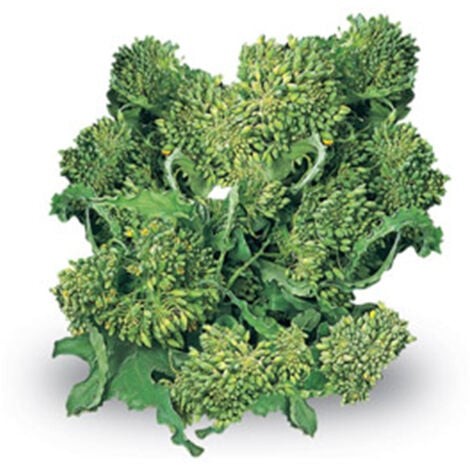 Semi di cima di Rapa "Novantina riccia S.Marzano" piante per orto e giardino