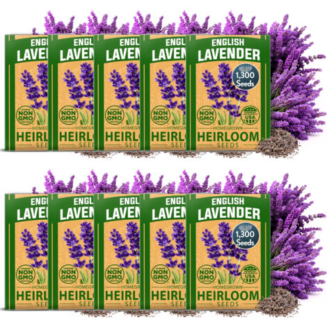 Semi di Fiori di Lavanda 13000 – Grande Confezione, Fioritura Duratura per Giardino Decorativo