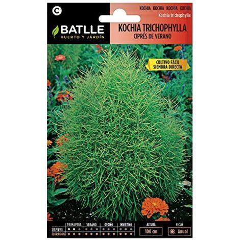 Semi di Fiori - Kochia Tricophylla - Cipresso Estivo - Batlle