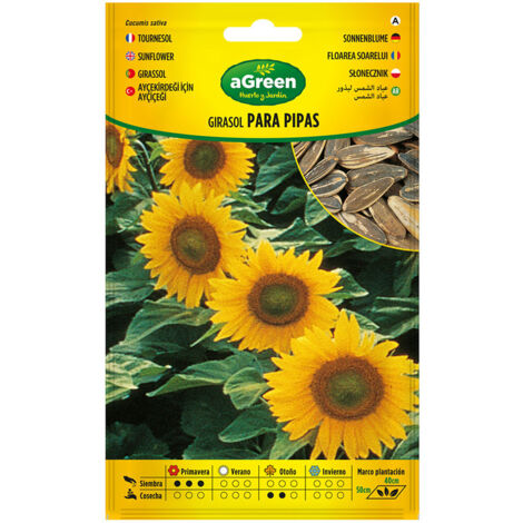 Semi di girasole ibridi fraLatn Per tubi fraLatn Cocca bianca fraLatn 15g fraLatn AGREEN