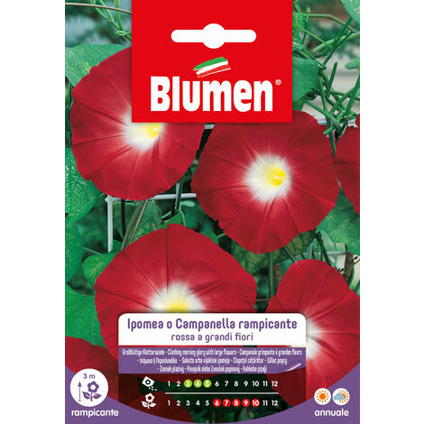 SEMI DI IPOMEA CAMPANELLA RAMPICANTE ROSSA
