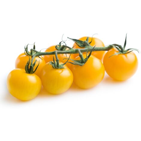 Semi di pomodoro "Ponderosa" piante per orto e giardino coltivazione domestica e professionale