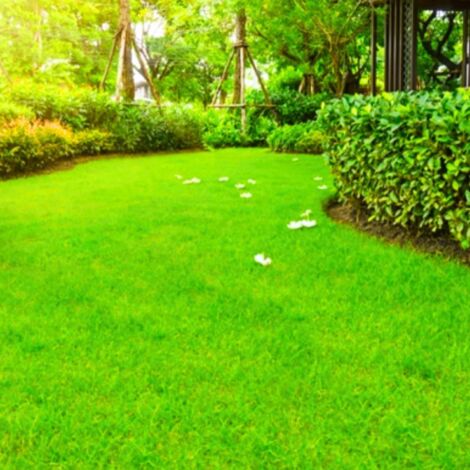 Semi di Prato Rustico 5 kg – Verde Rigoglioso, Zone Ombra e Giardino
