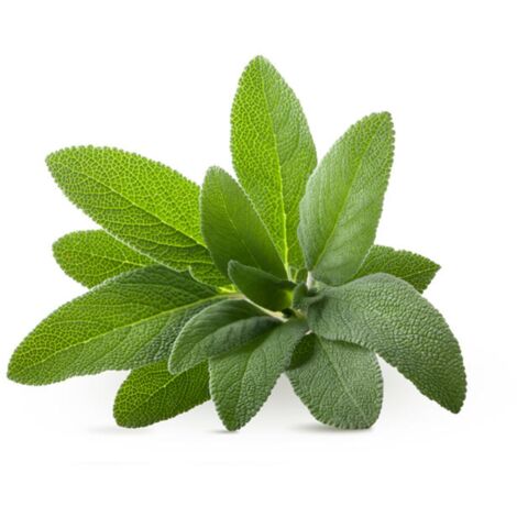 Semi di Salvia piante per orto e giardino coltivazione domestica e professionale
