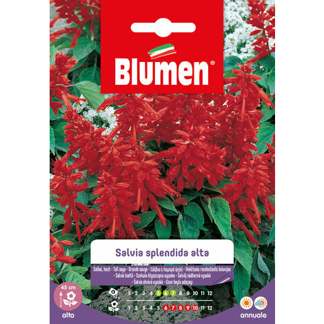 SEMI DI SALVIA SPLENDIDA ALTA BLUMEN