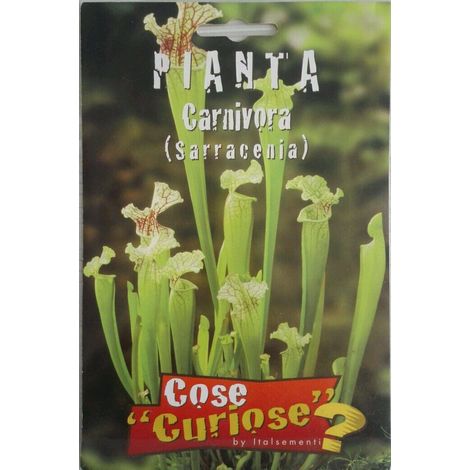 Semi di sarracenia pianta carnivora piante carnivore semi in conf sigillata