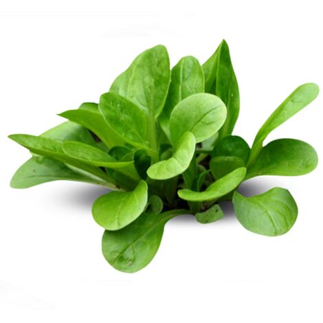 Semi di valeriana piante per orto e giardino coltivazione domestica e professionale
