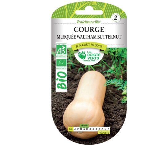 Semi di zucca butternut biologici Les Doigts Verts