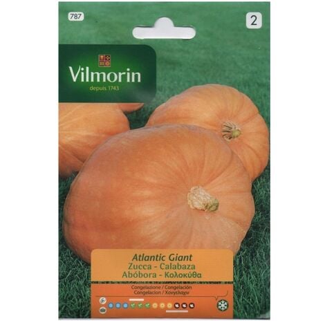 Semi di zucca giganti vilmorin atlantic s-2, su 2 gr