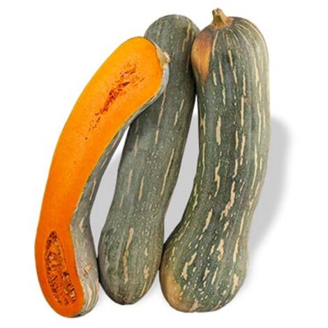 Semi di zucca "Lunga napoletana" piante per orto e giardino coltivazione domestica e professionale