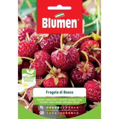 SEMI FRAGOLE DI BOSCO BLUMEN