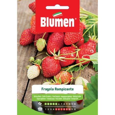 SEMI FRAGOLE RAMPICANTI BLUMEN