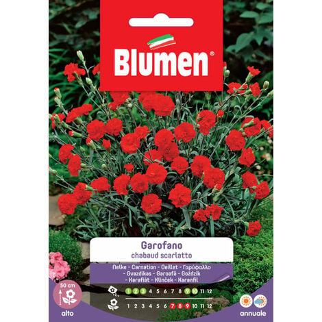 SEMI GAROFANO CHABAUD SCARLATTO BLUMEN SEMENTI GIARDINO