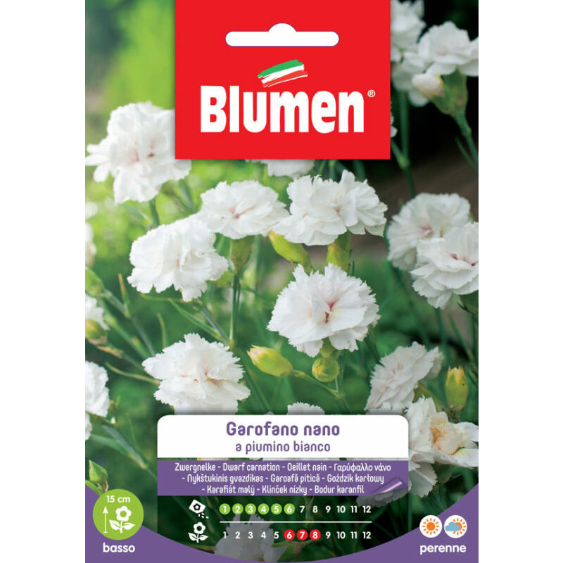 Blumen - Semi-carnation de veste naine blanche